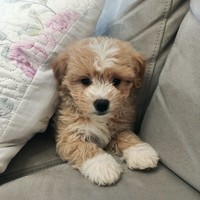 Arya - female Maltipoo - photo 1