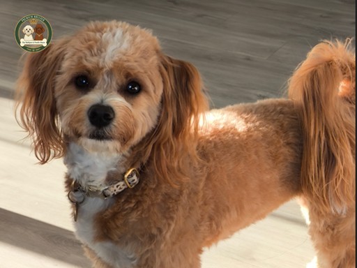 Ayria - Maltipoo, mama naszych szczeniąt