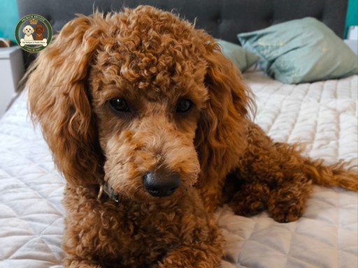 Bruno - pudel miniaturowy, ojciec naszych miotów Maltipoo