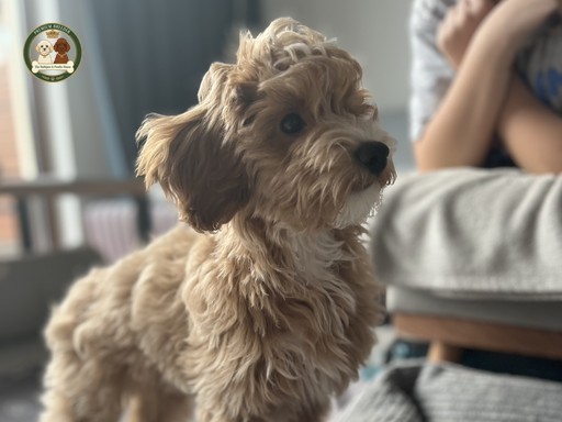 Aron - szczeniak Maltipoo, piesek, kolor morela