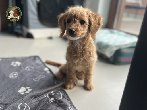 Aura - szczeniak Maltipoo, suczka, kolor kremowy